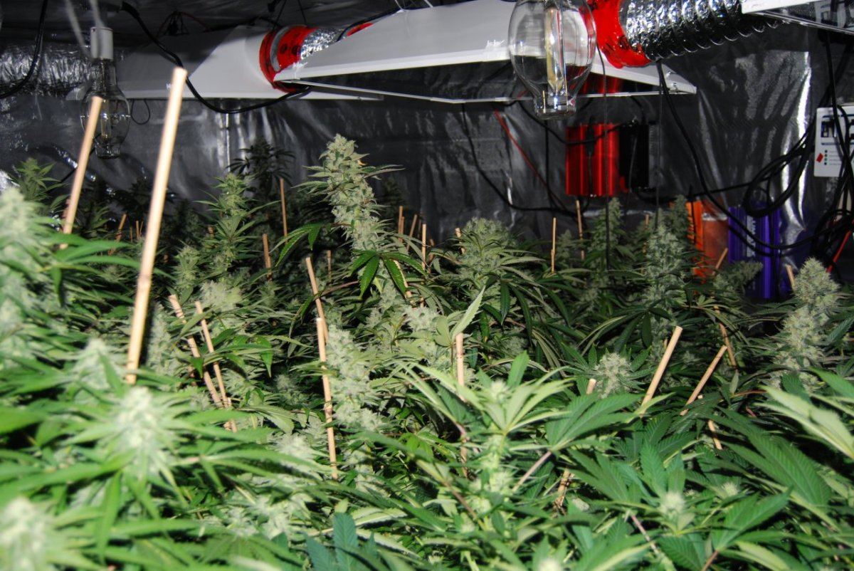 The green room 101