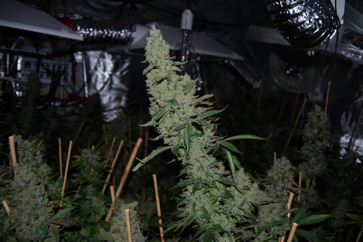 The green room 2 179