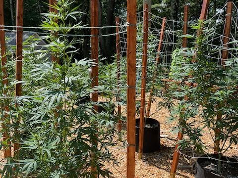 The Grow Flower Week 2