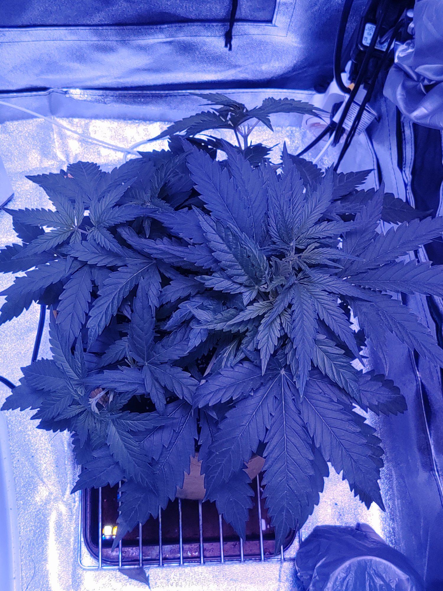 The im perpetually learning grow thread 3