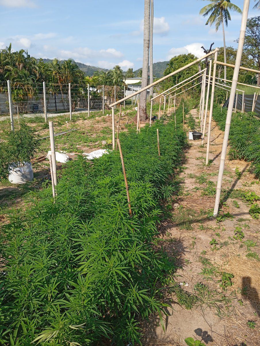 The impossible outdoor phuket grow