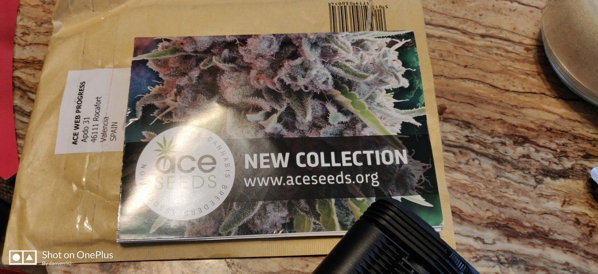 The limited editions ace seeds 2