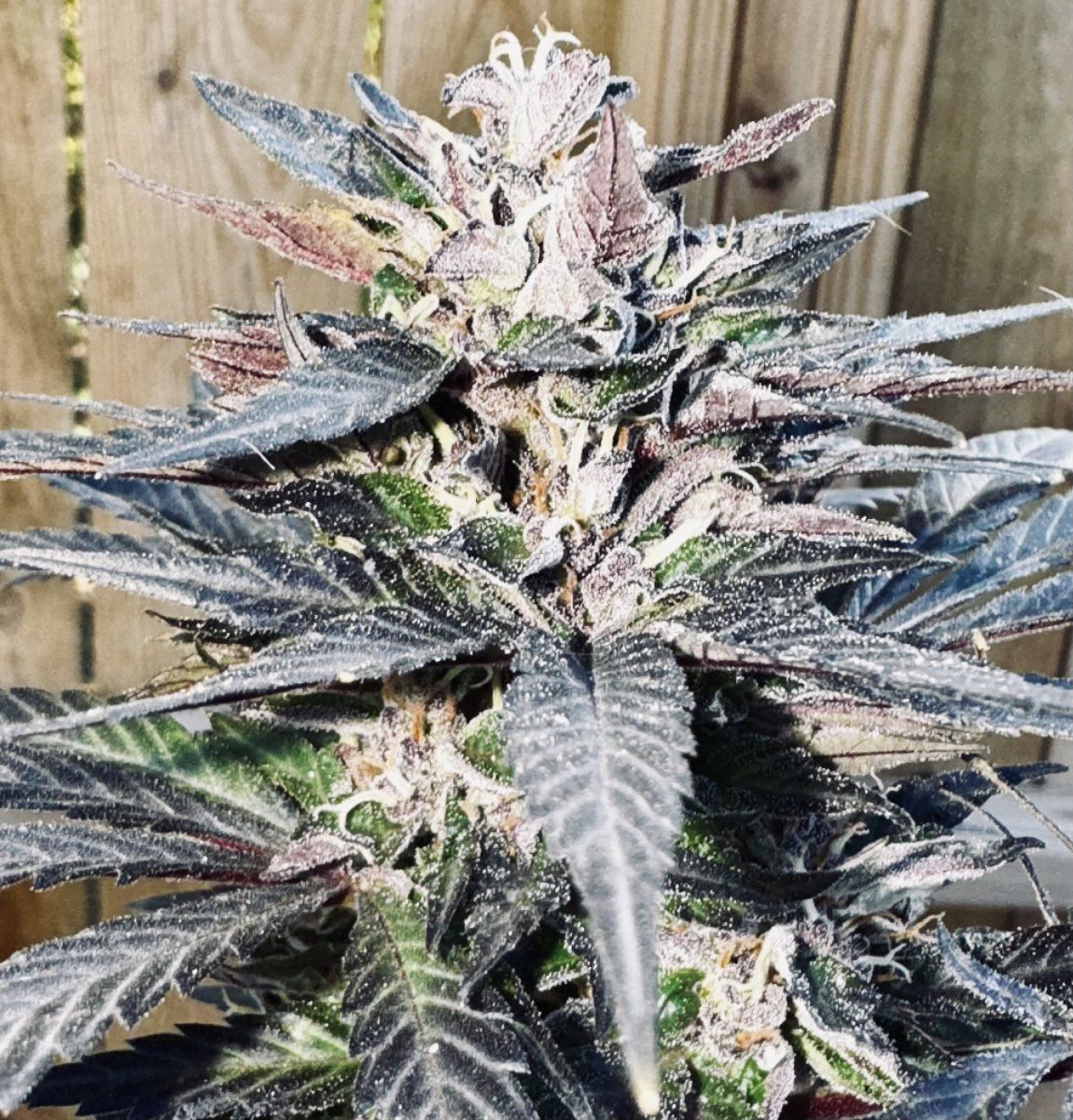 The ned heirloom cannabis from colorado 4
