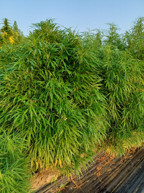 The nepali highland growers thread 3