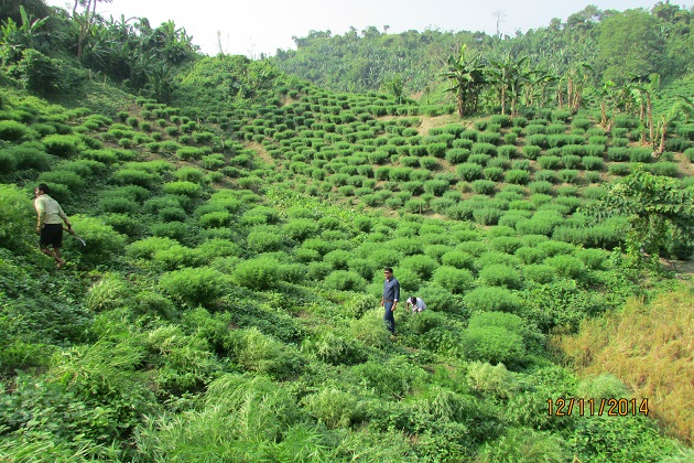 The nepali highland growers thread