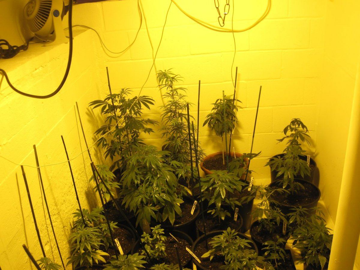 The odd room multi strain grow 11
