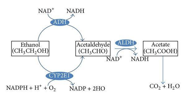 The pathway of ethanol metabolism Ethanol is metabolized into acetaldehyde by alcohol