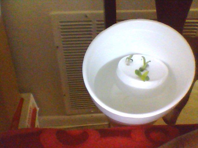 The pics of my hydroponic system very basic but it works
