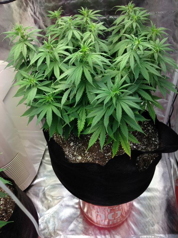 The plant