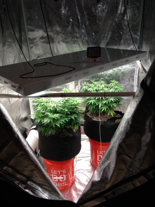 The plants