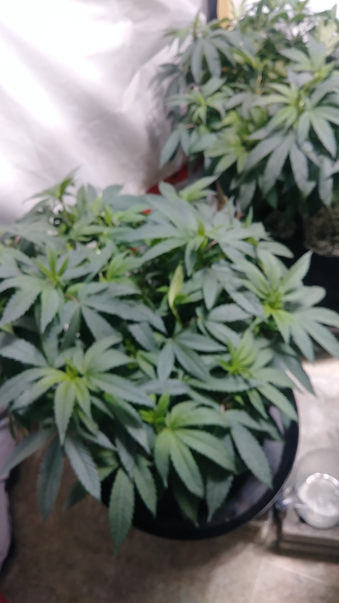 The poor man grow 2