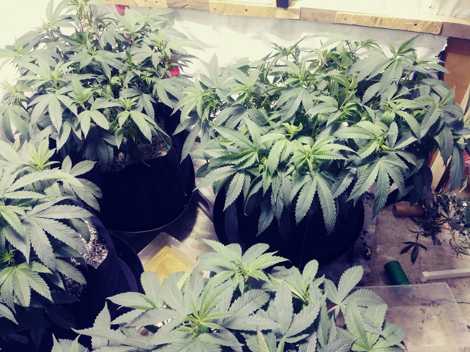 The poor man grow