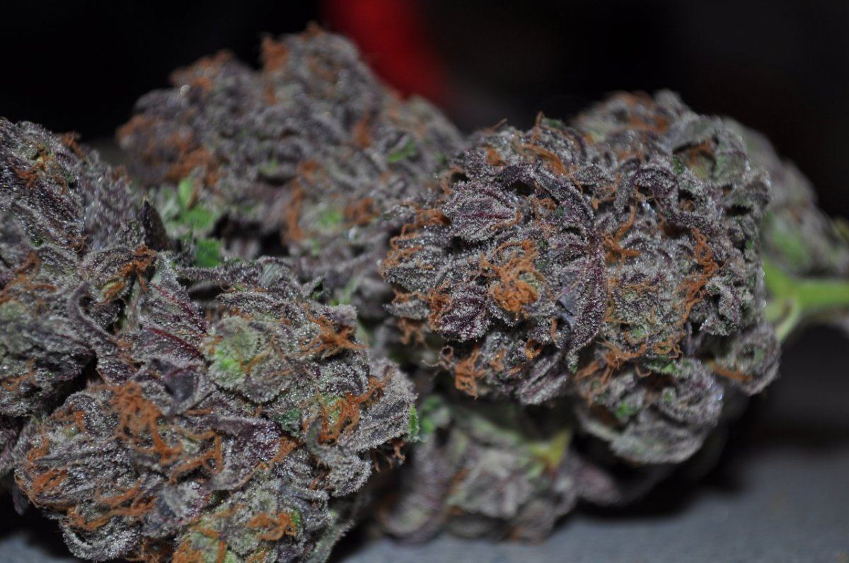 The purps 3