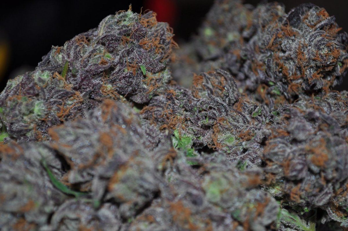 The purps 4