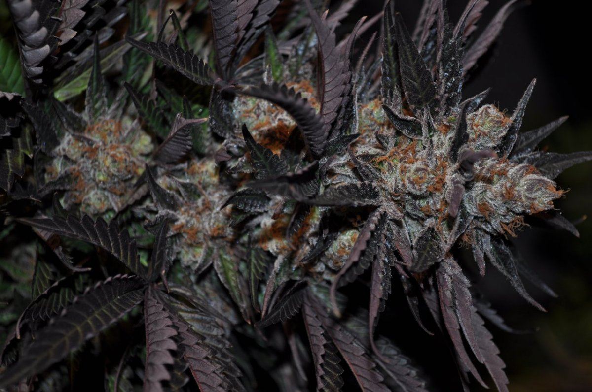 The purps 6