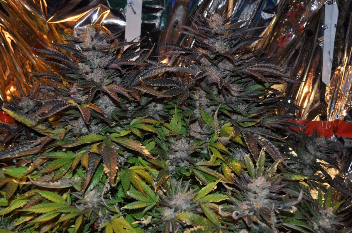 The purps 7
