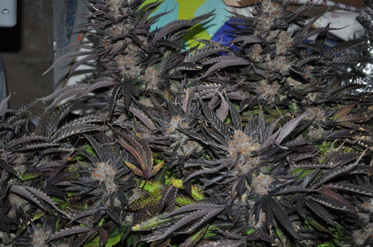 The purps 8