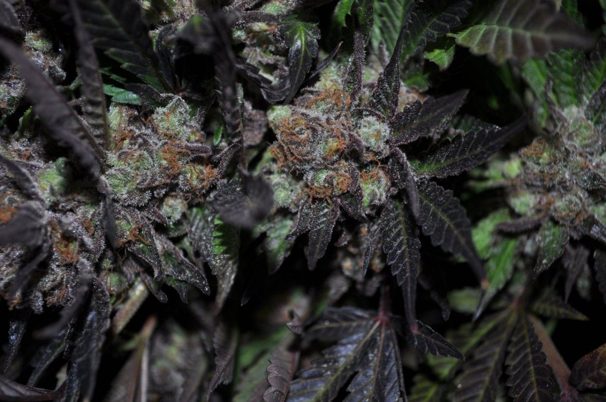 The purps 9