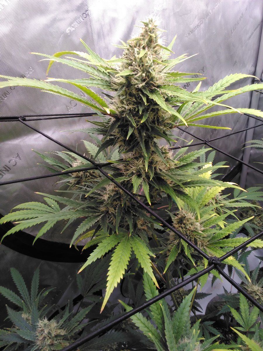 The real dave watson skunk1 3