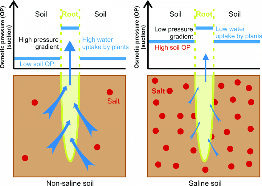 The relative water uptake by plants in non saline left and saline right soils In the