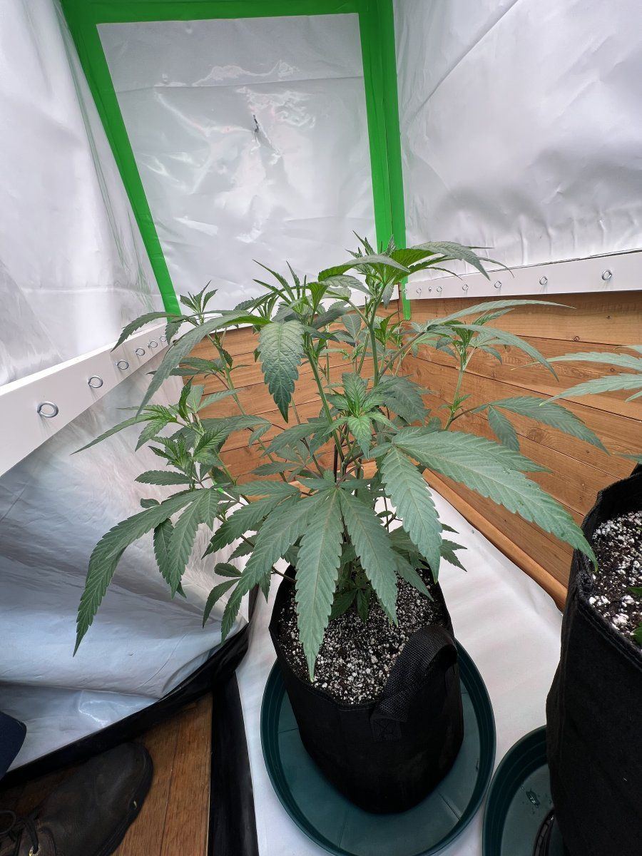 The seed rungrape pie reversal 10