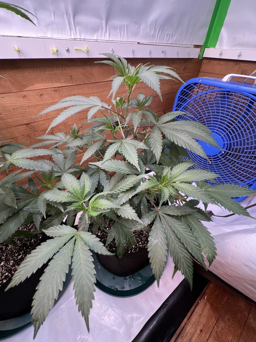 The seed rungrape pie reversal 2