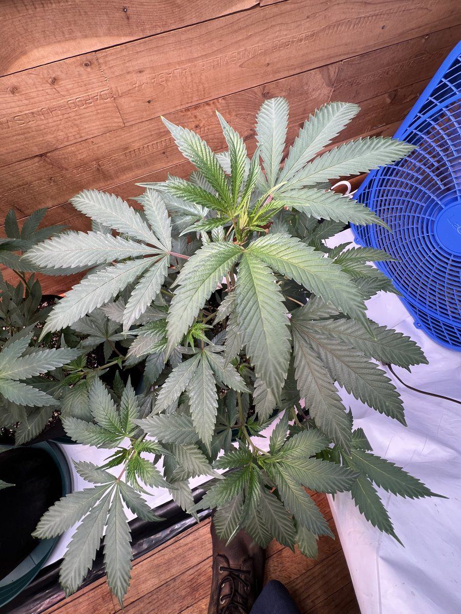 The seed rungrape pie reversal 3