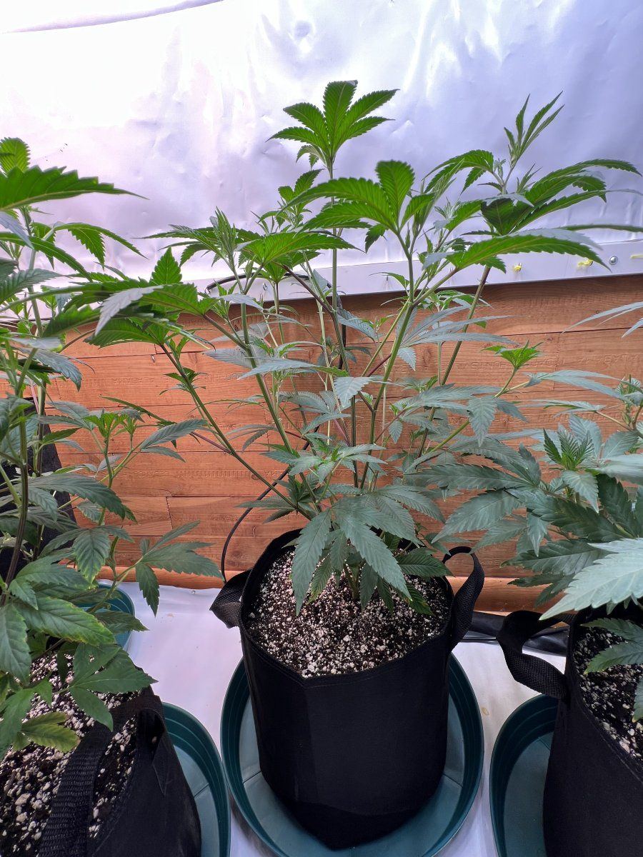 The seed rungrape pie reversal 4