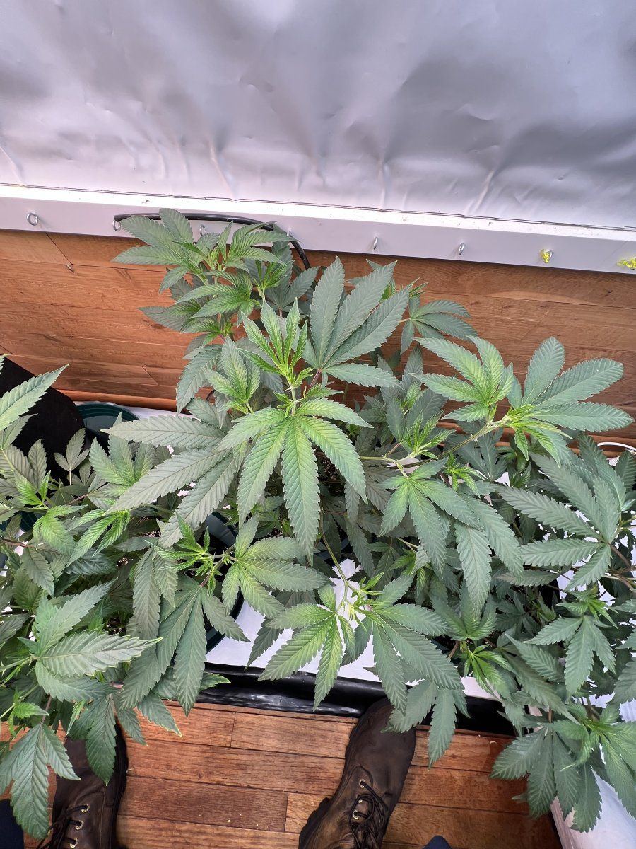 The seed rungrape pie reversal 5