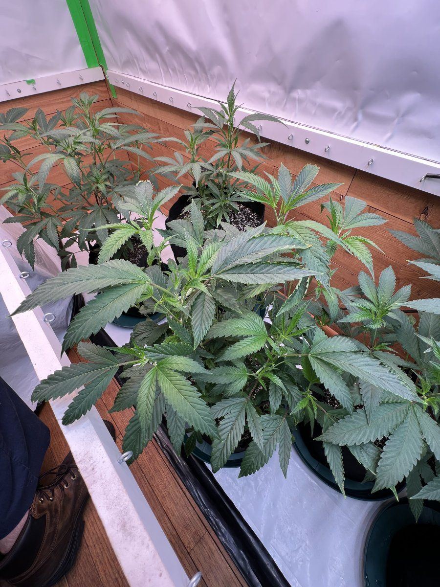 The seed rungrape pie reversal 6