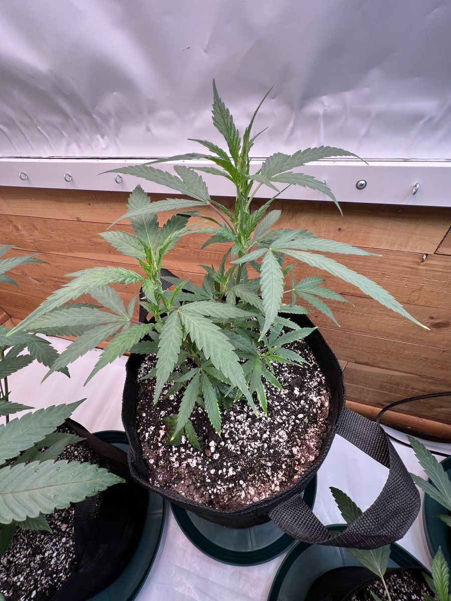 The seed rungrape pie reversal 8