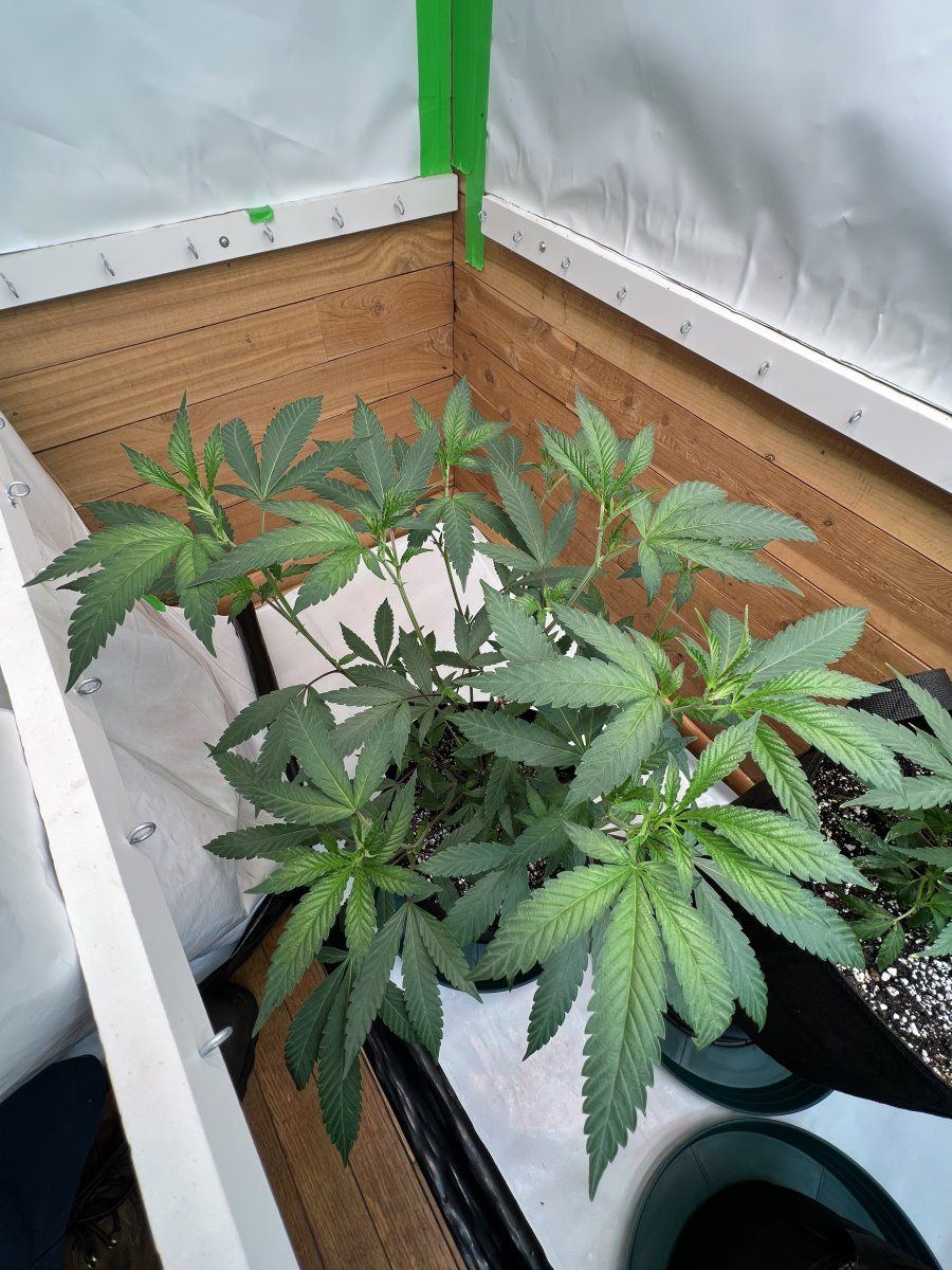 The seed rungrape pie reversal 9