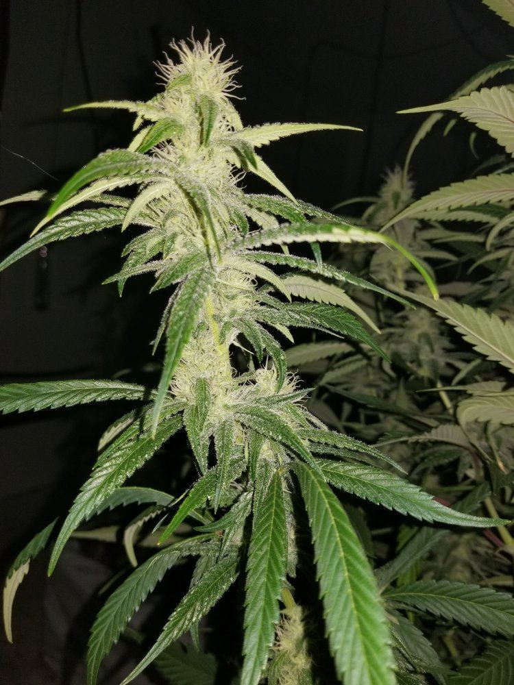 The silver skunk 3
