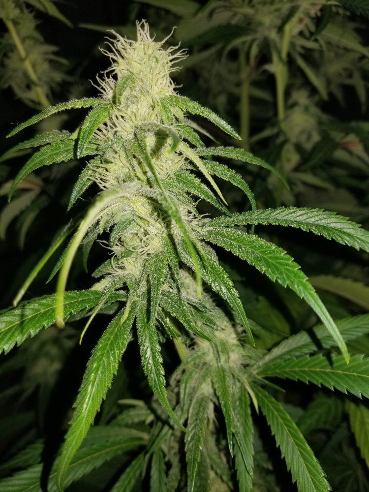 The silver skunk 4