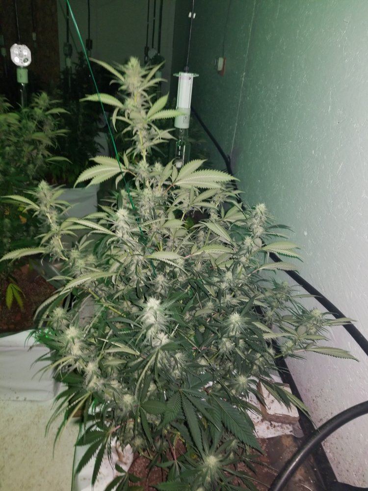 The silver skunk 5