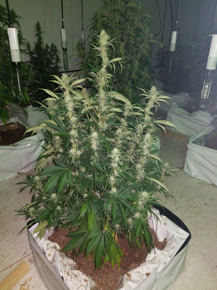The silver skunk 6