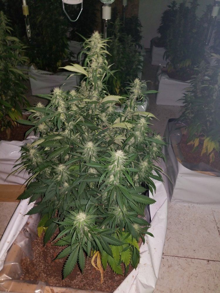 The silver skunk 7