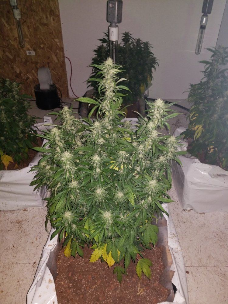 The silver skunk 8