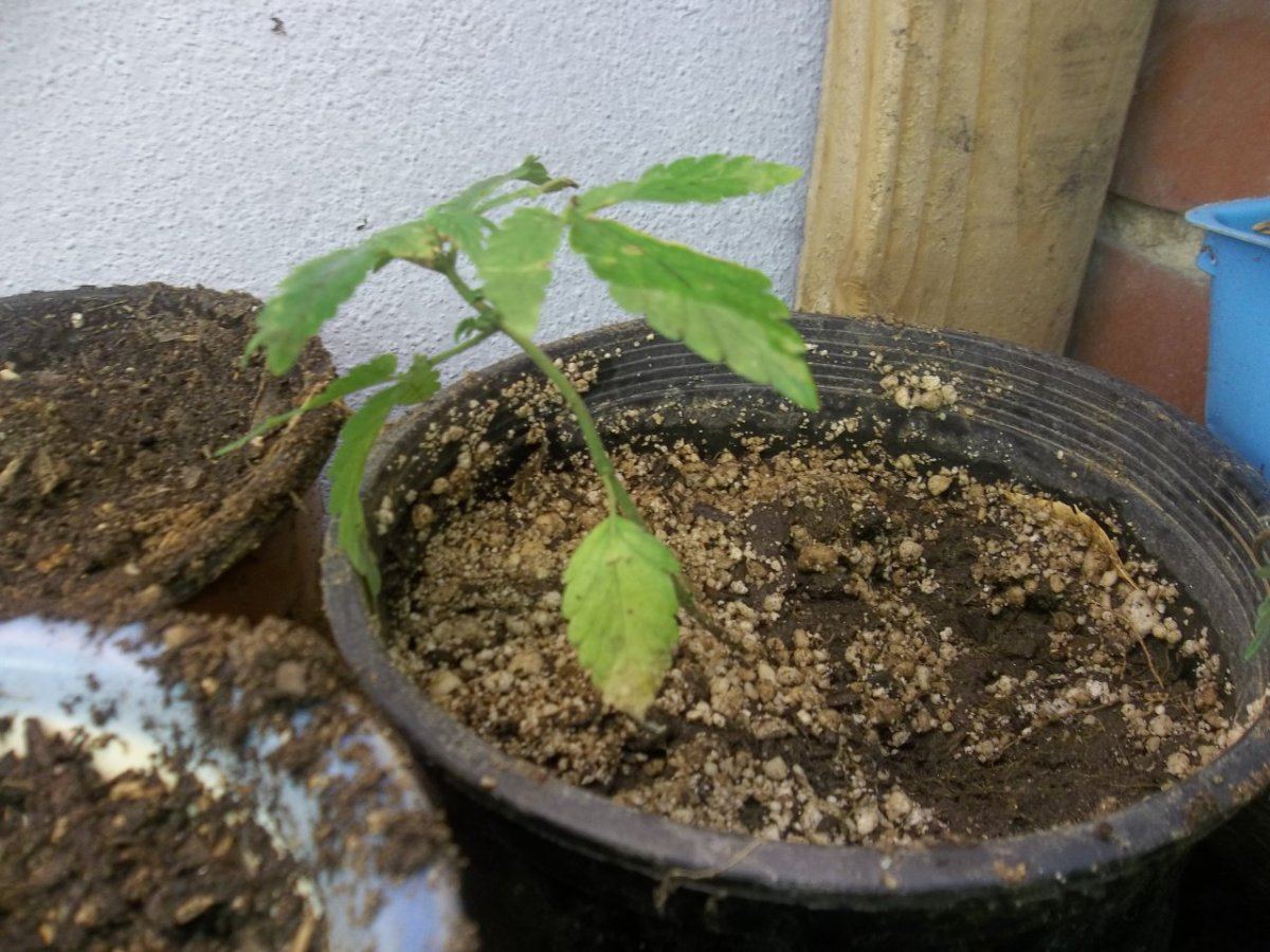 The start of my second grow 7