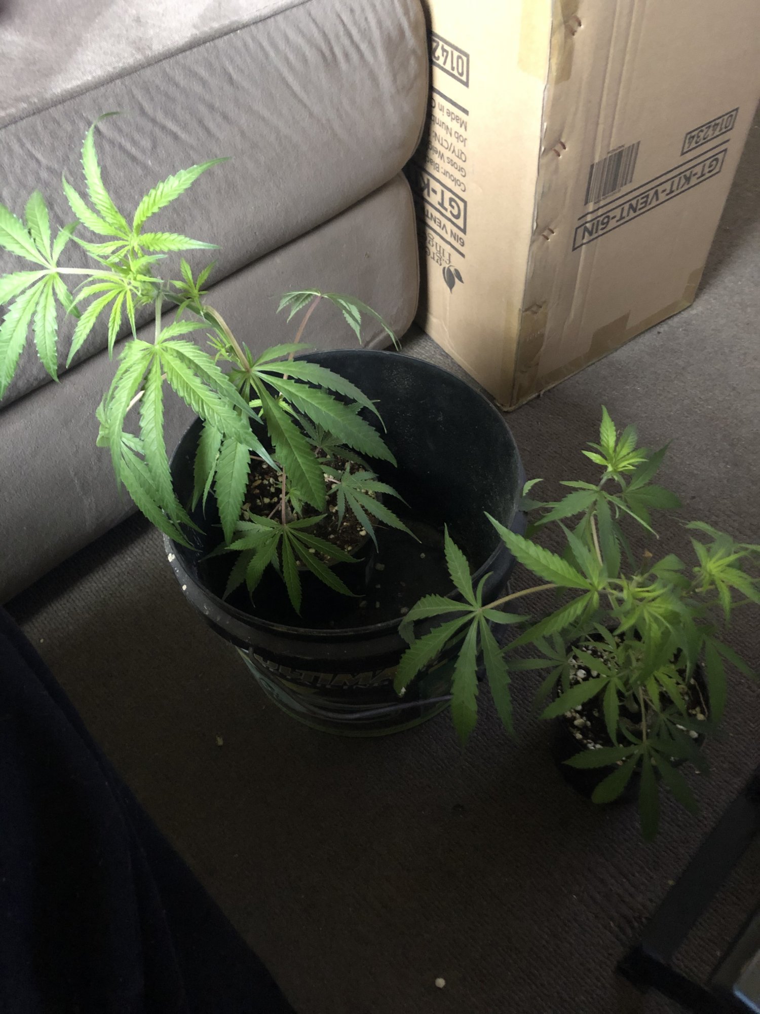 The unknown clones from a buddy