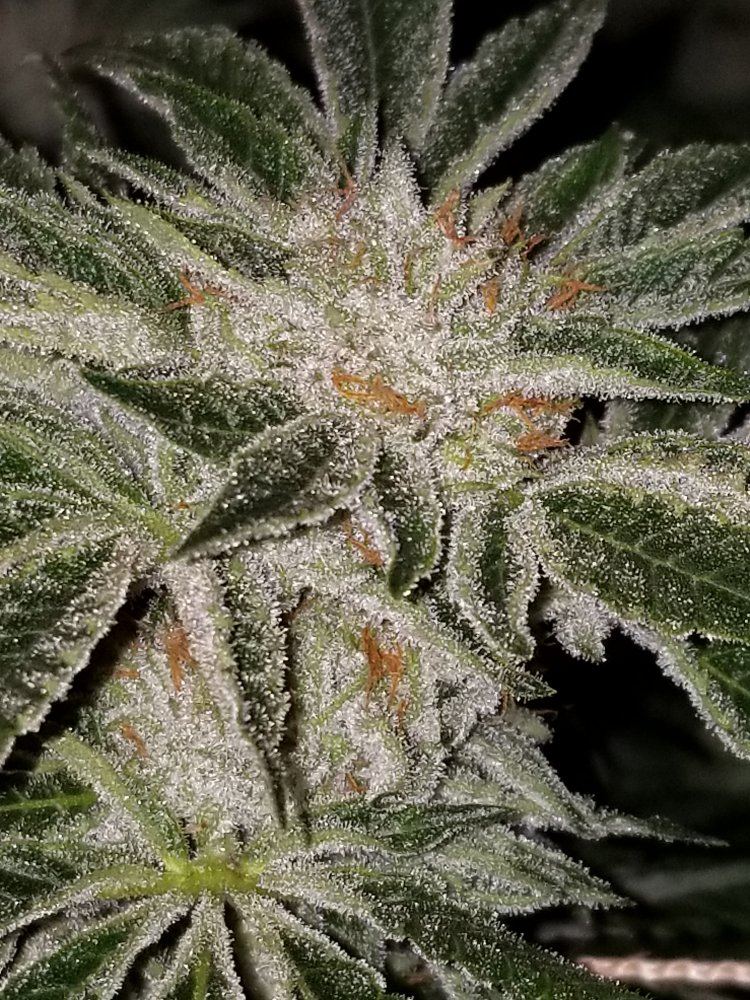 Thewhite32018