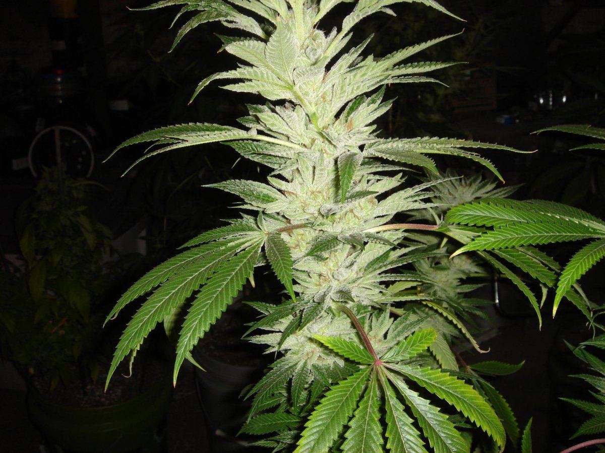 THE WHITE 6