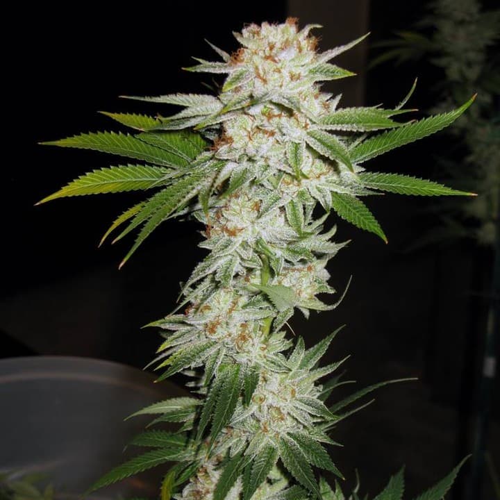 Photo of The White strain