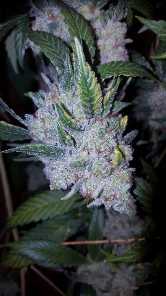 The White X G13 05a