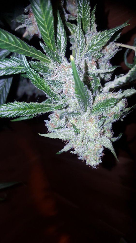 The White X G13 06a