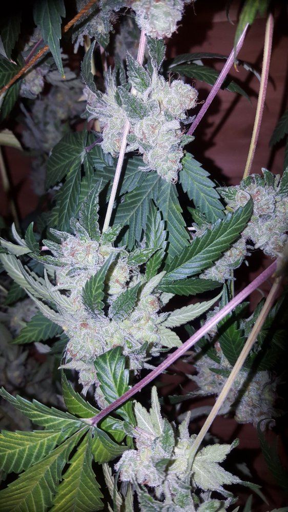 The White X G13 07a