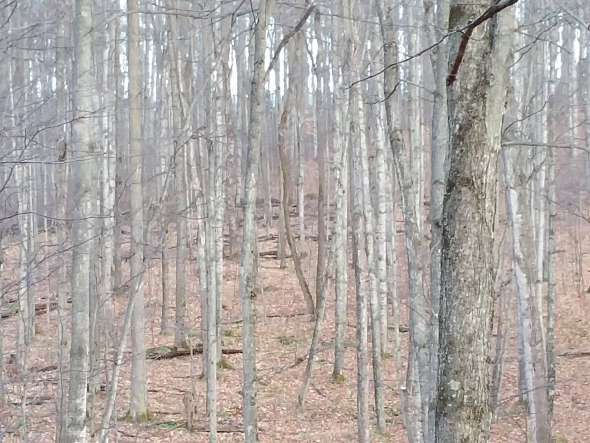The woods