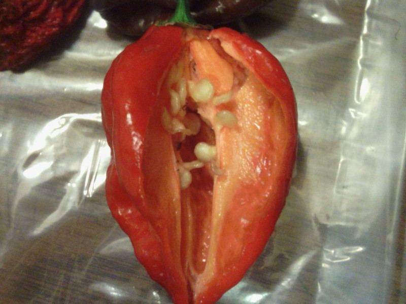 The worlds hottest peppers 10