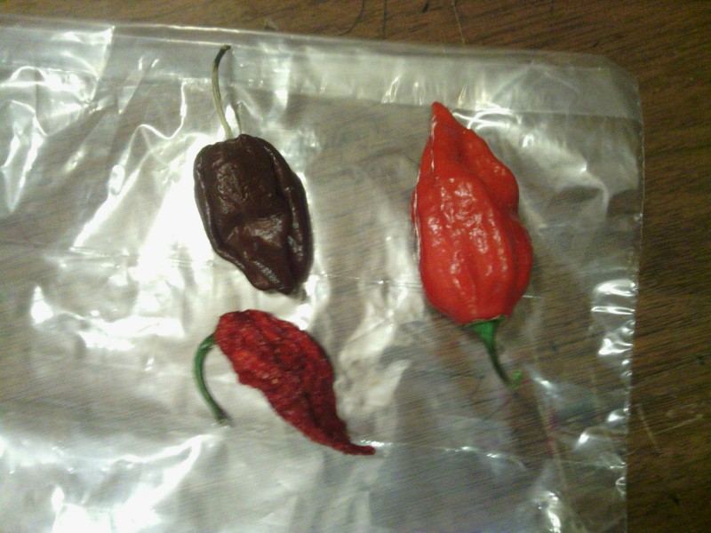 The worlds hottest peppers 11
