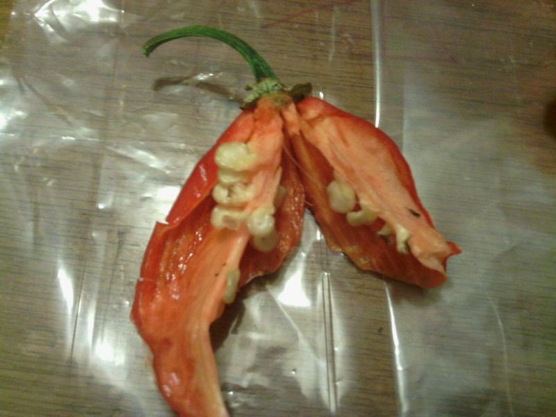 The worlds hottest peppers 8